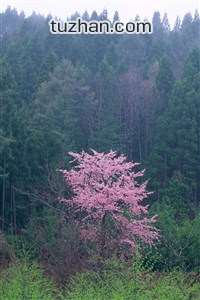 匈牙利队在欧锦赛比赛中展现出色实力