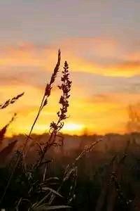 尽展拼搏！球队决胜局，豪取胜利走向巅峰